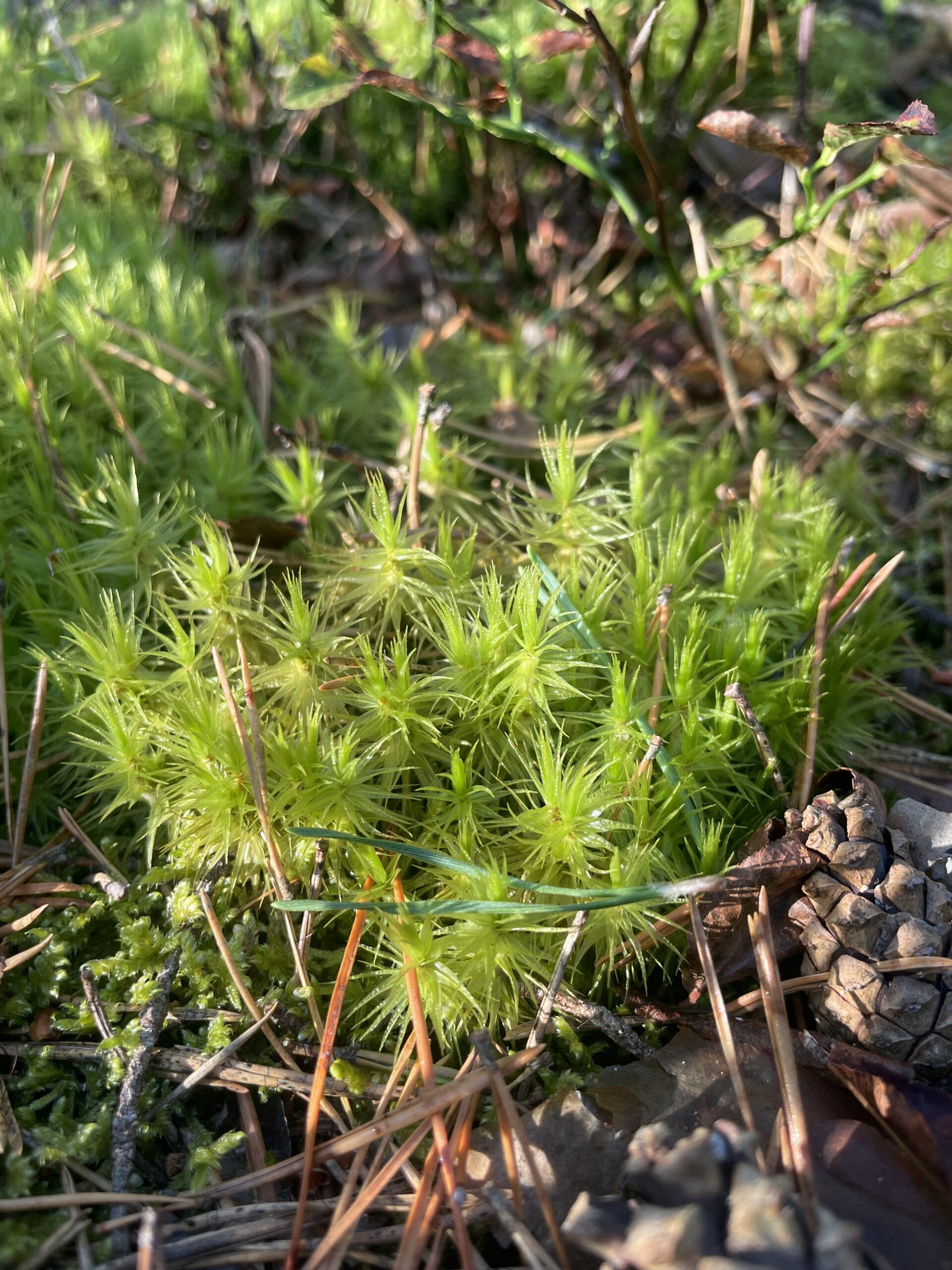 Gabelzahnmoos Moos im Wald