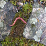 Regenwurm auf Moosboden