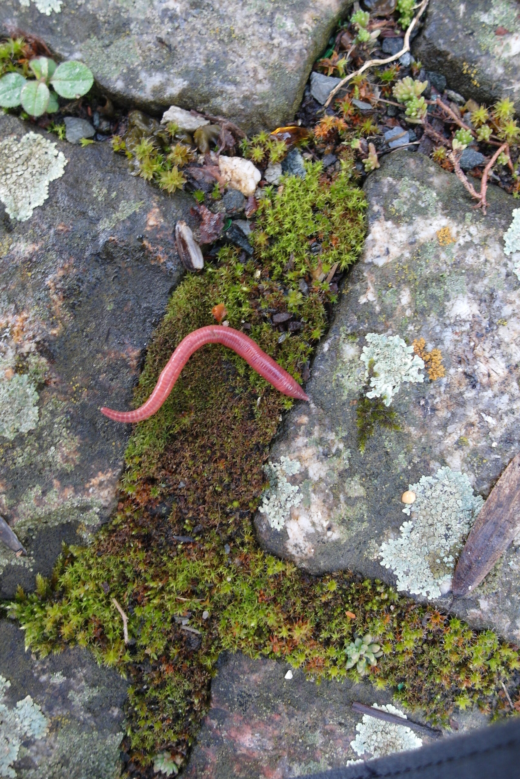 Regenwurm Regenwurm auf Moosboden