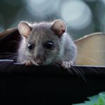 Siebenschläfer sitzt auf einer Dachrinne im Grünen