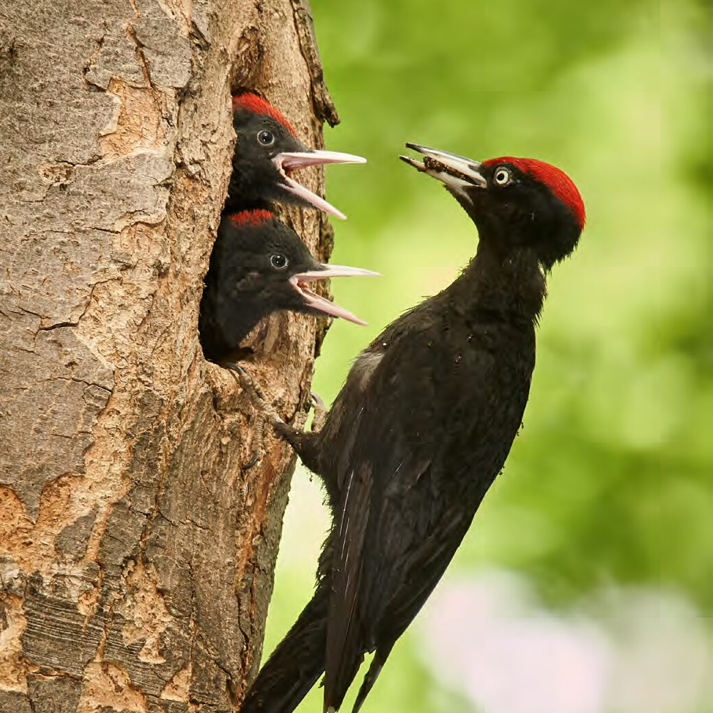 Schwarzspecht füttert Jungvögel