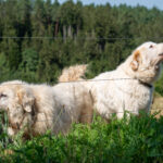 Herdenschutzhunde auf der Weide