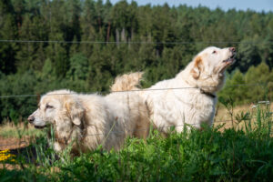 Herdenschutzhunde auf der Weide