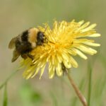 Hummel sitzt auf einer Löwenzahnblüte und sammelt Blütenstaub