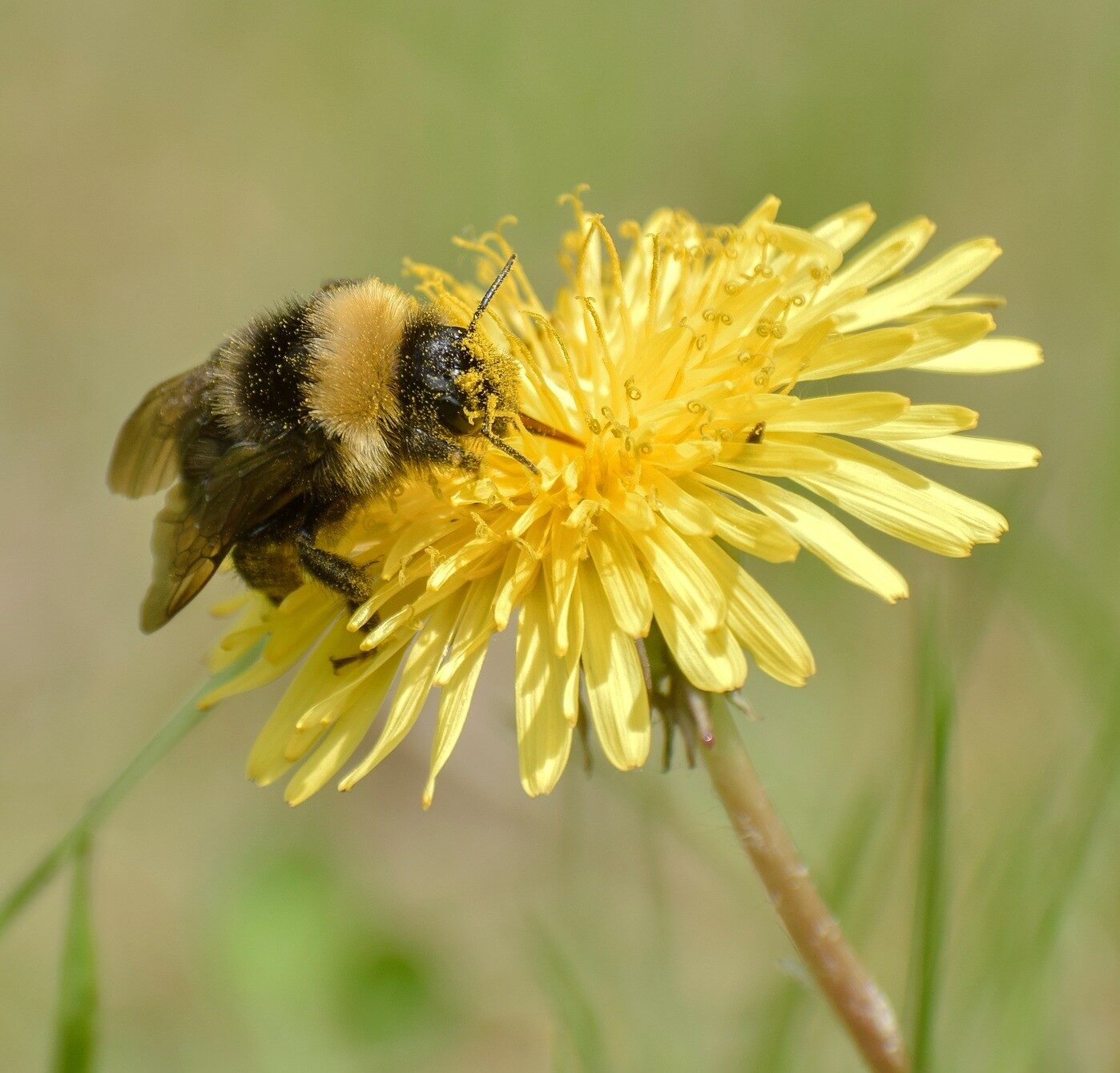 Hummel auf einer Löwenzahnblüte Hummel sitzt auf einer Löwenzahnblüte und sammelt Blütenstaub
