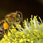 Biene mit Blütenstaub auf einer Blüte beim Sammeln