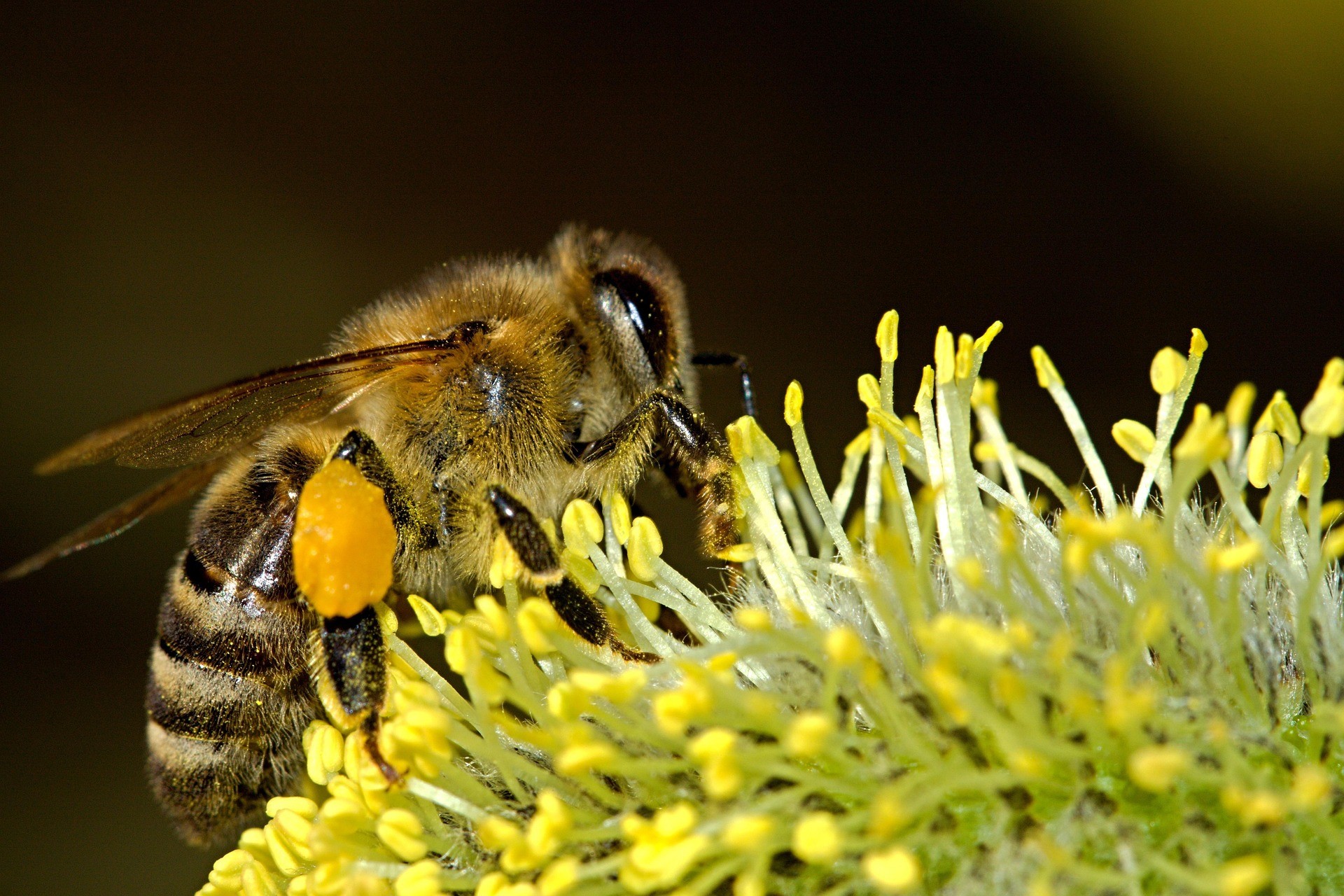 b_20250612_Ersatzbild©Pixabay_PublicDomainPictures_combee-18192 Biene mit Blütenstaub auf einer Blüte beim Sammeln