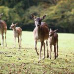 Mehrere Rehe laufen auf einer Wiese