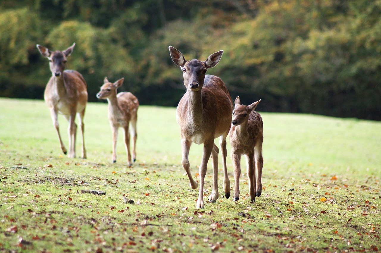 Rehe Mehrere Rehe laufen auf einer Wiese