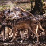 Wildes Wolfsrudel im Wald, das heult und die Schnauzen nach oben streckt.