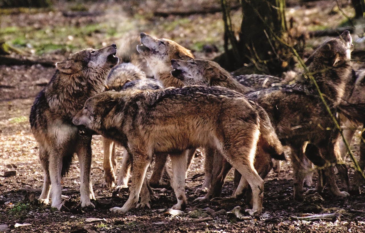 Wolfsrudel Wildes Wolfsrudel im Wald, das heult und die Schnauzen nach oben streckt.