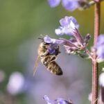 Biene bestäubt eine lilane Wildblume