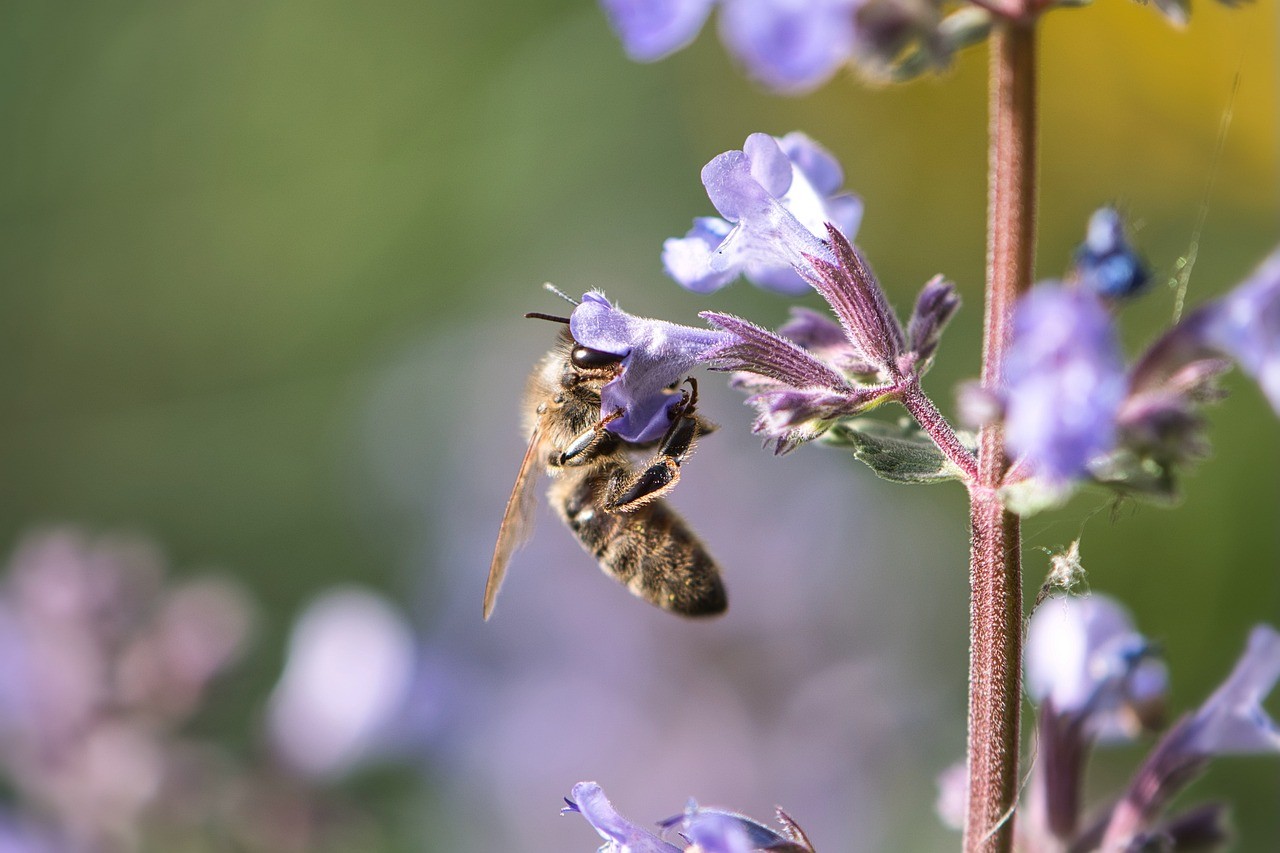 Kräuterwiese Biene bestäubt eine lilane Wildblume