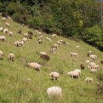Schafherde auf Feld am Hang