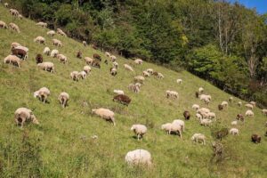Schafherde auf Feld am Hang