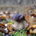 Röhrlingpilz wächst im Waldboden mit Laub