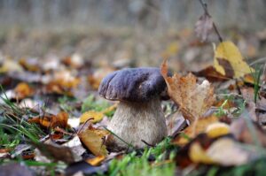 Röhrlingpilz wächst im Waldboden mit Laub