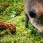 Wildschwein mit Jungem wühlt im Boden