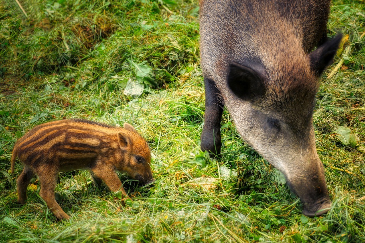 Wildschweine und Landwirtschaft Wildschwein mit Jungem wühlt im Boden
