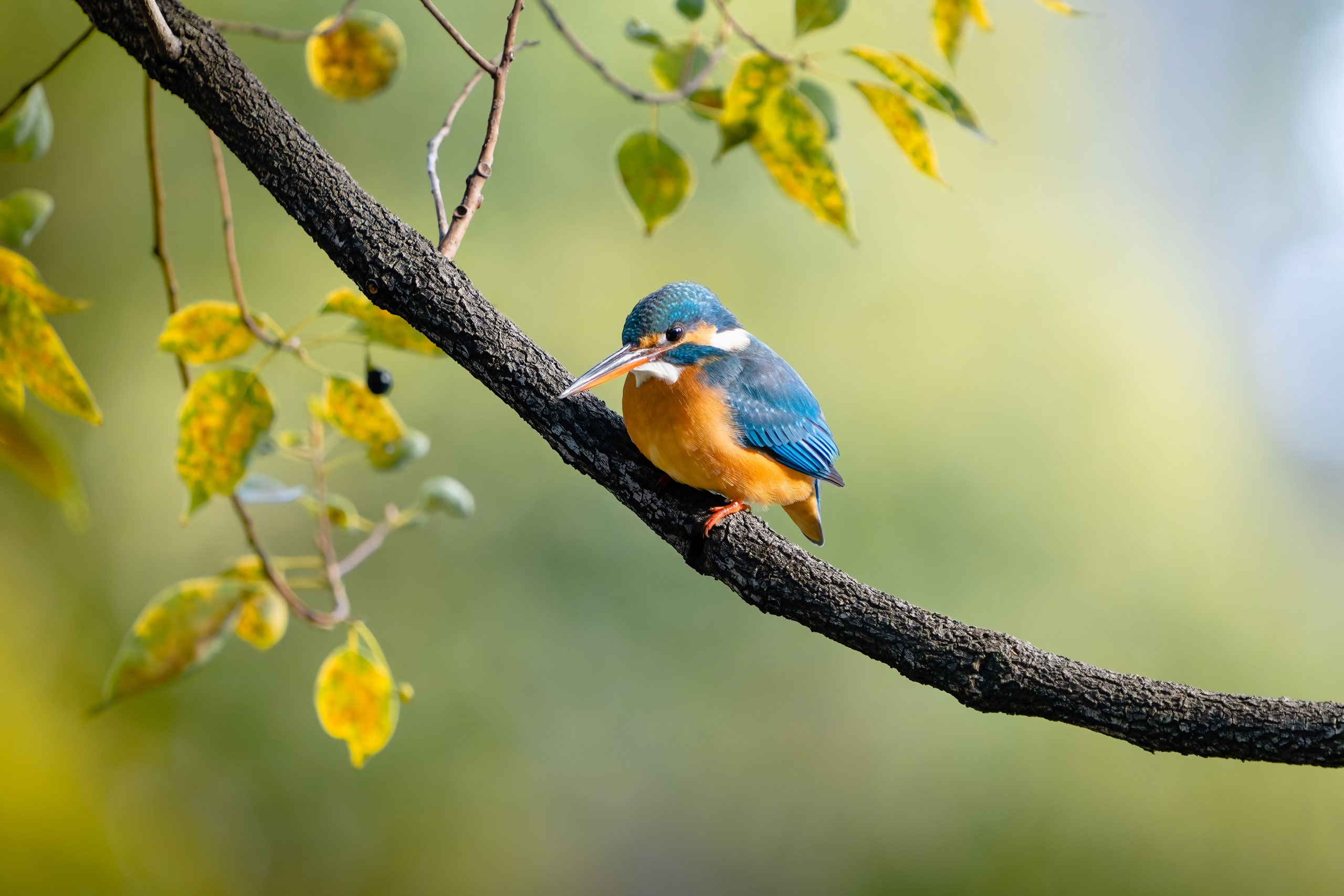 Eisvogel