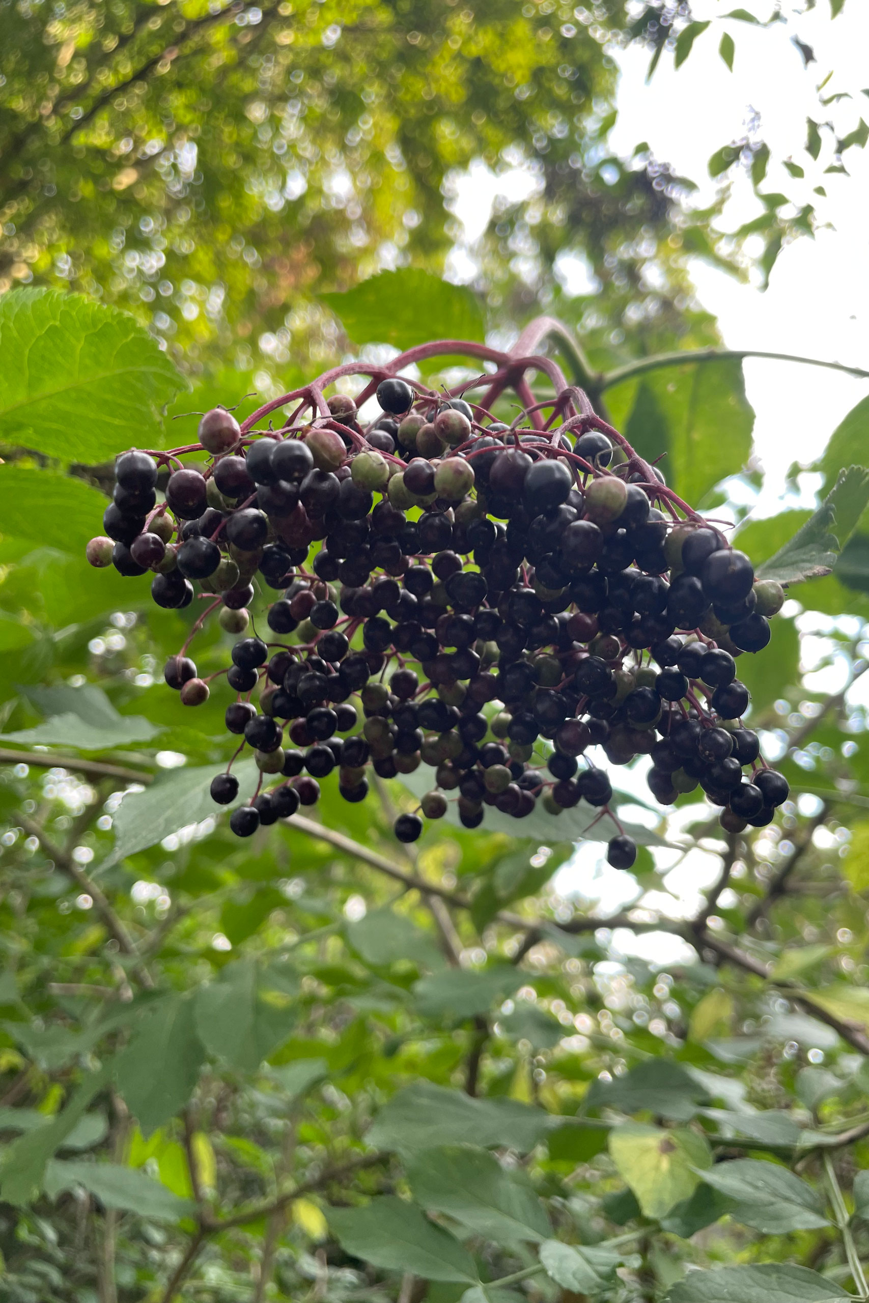 Holunderbeeren