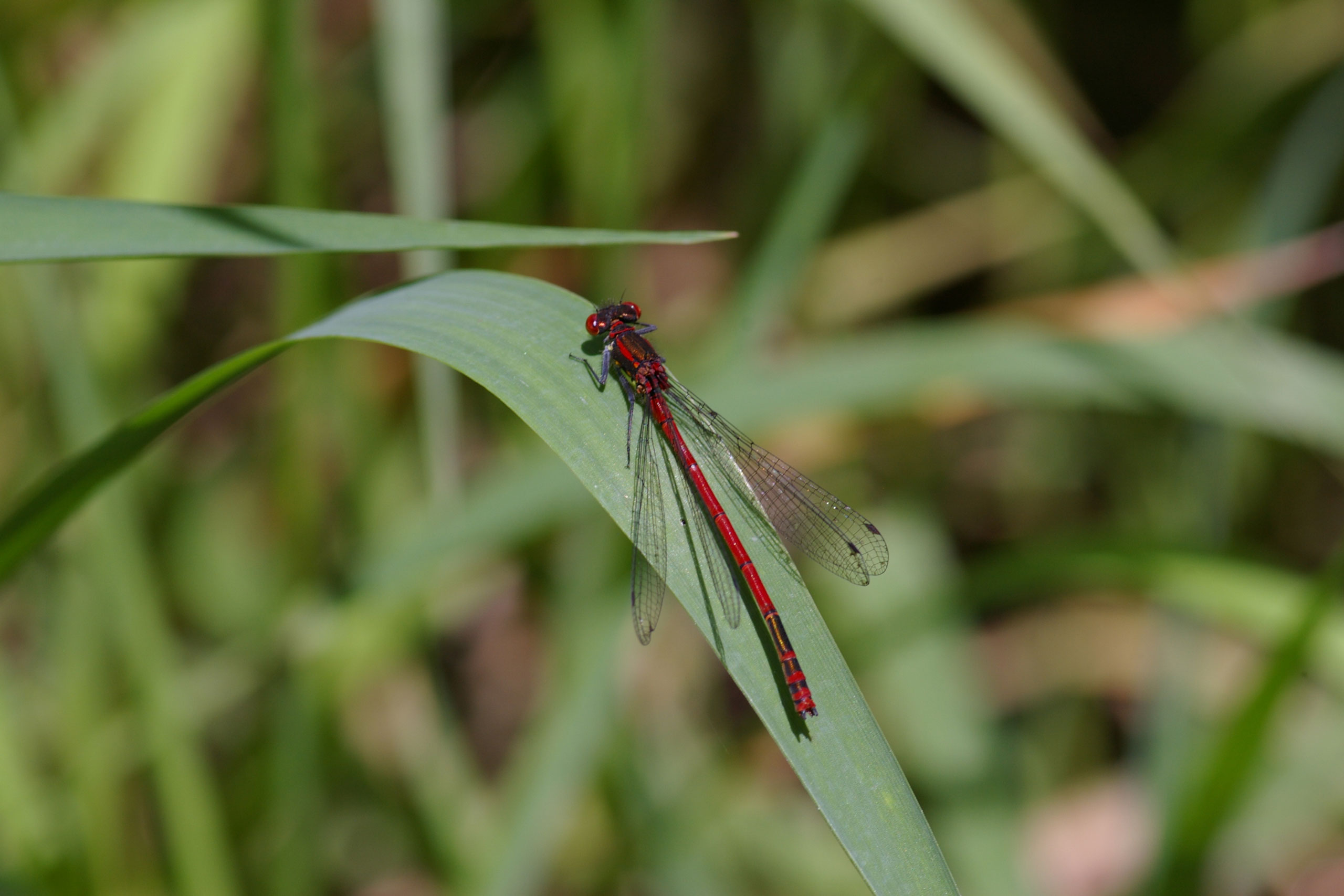 Libelle