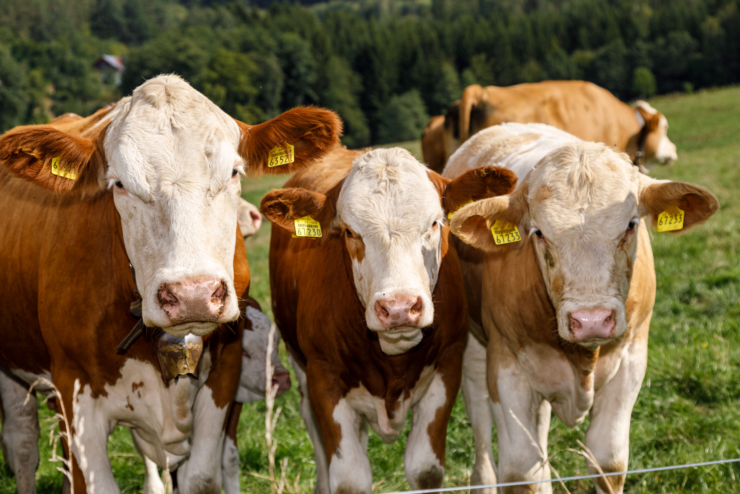 Simmentaler Jungrinder