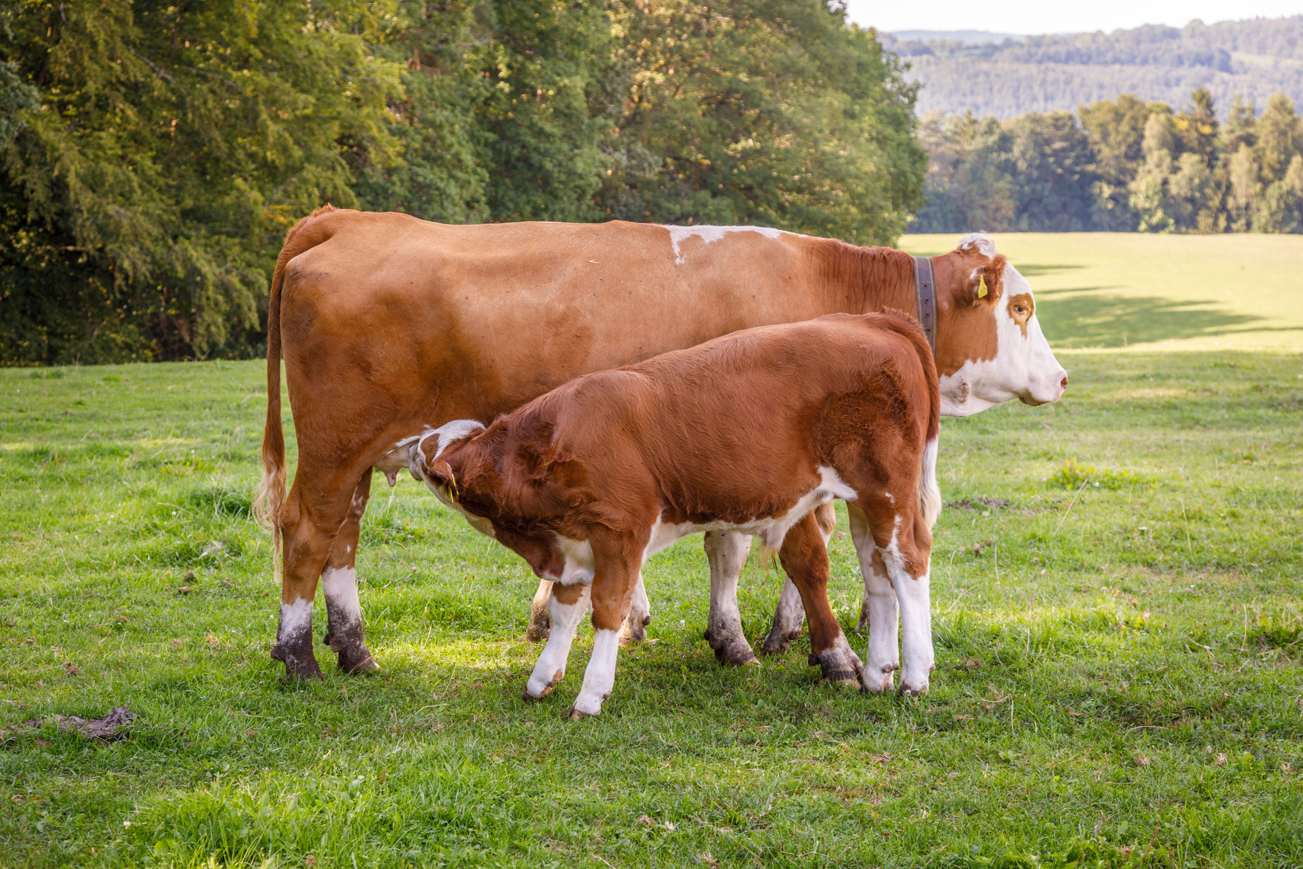 Simmentaler Mutterkuh