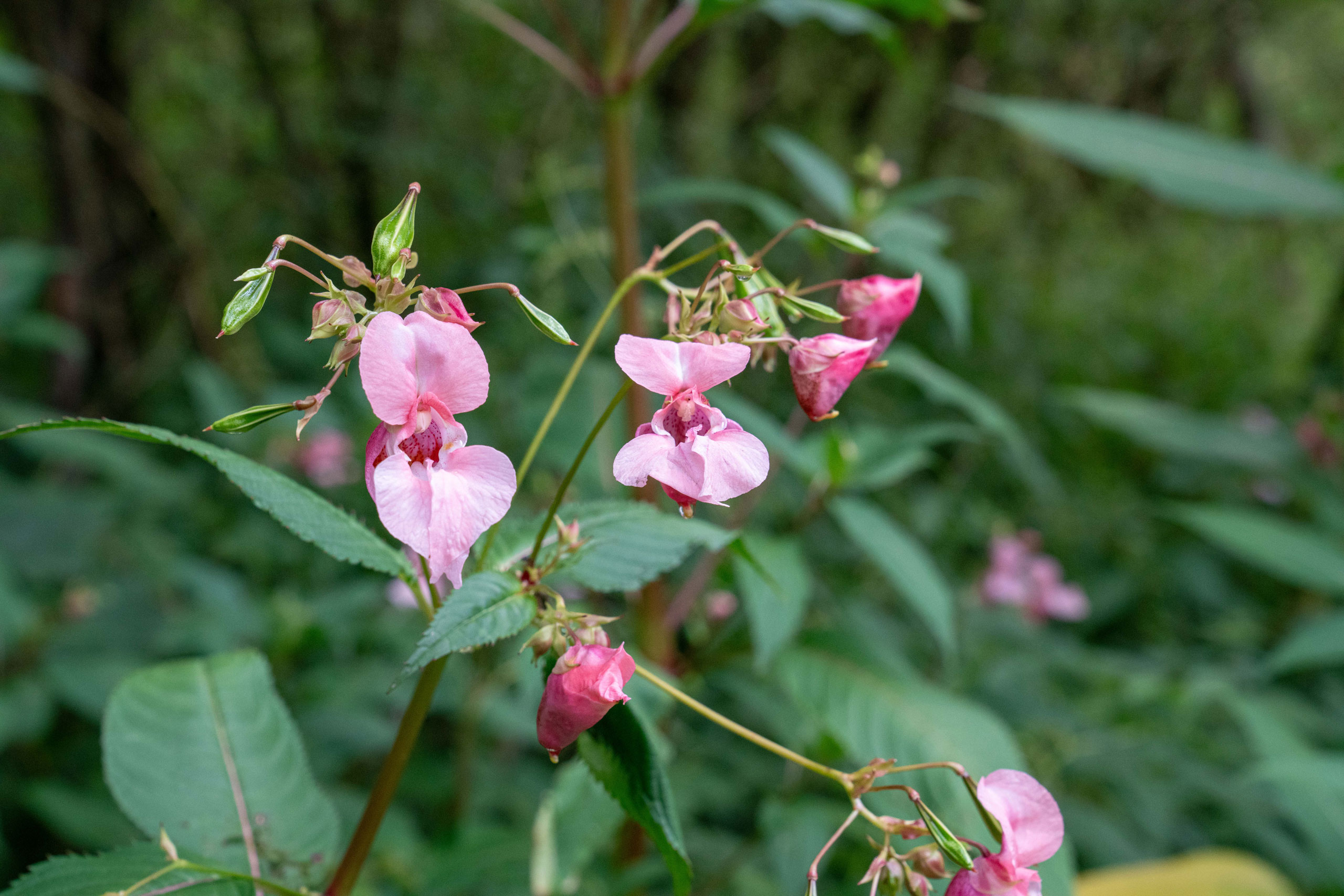 Springkraut
