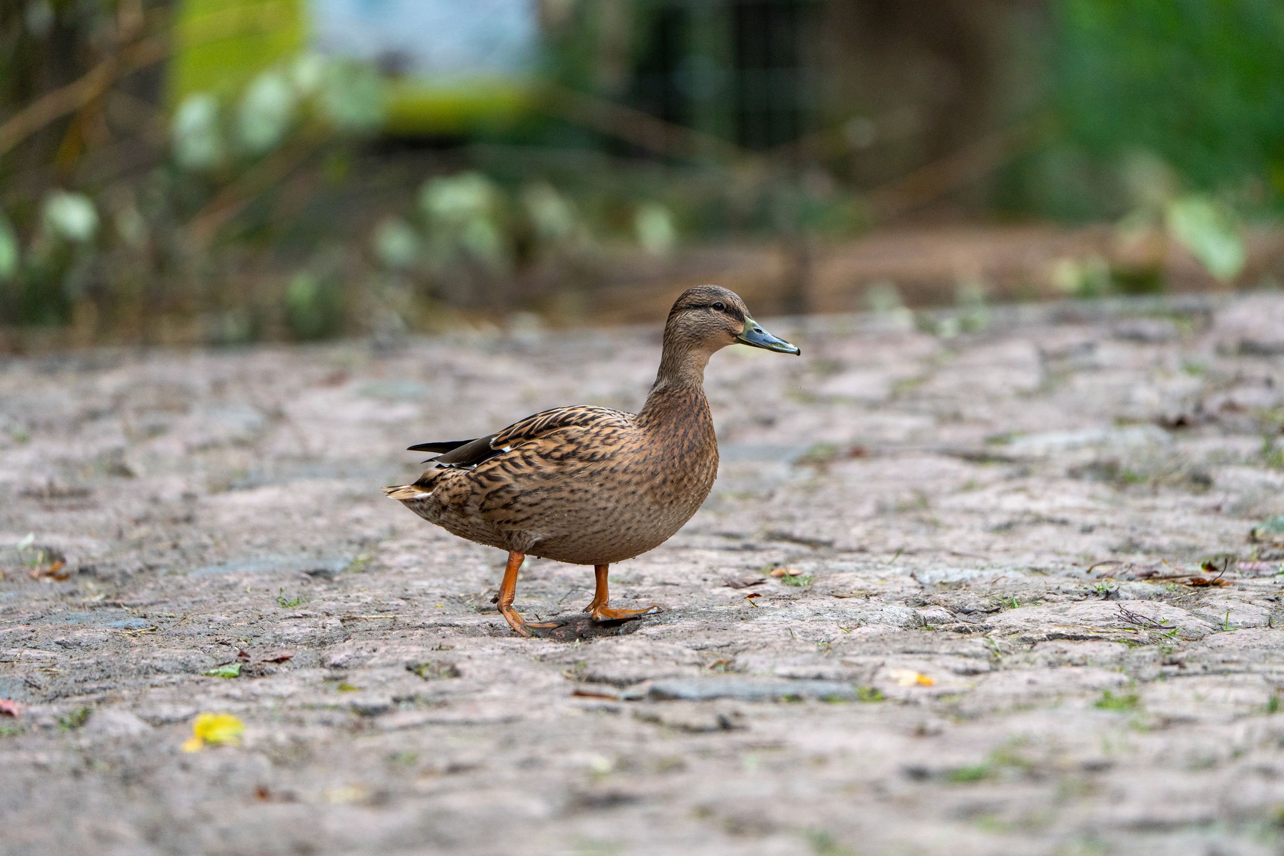 Stockente
