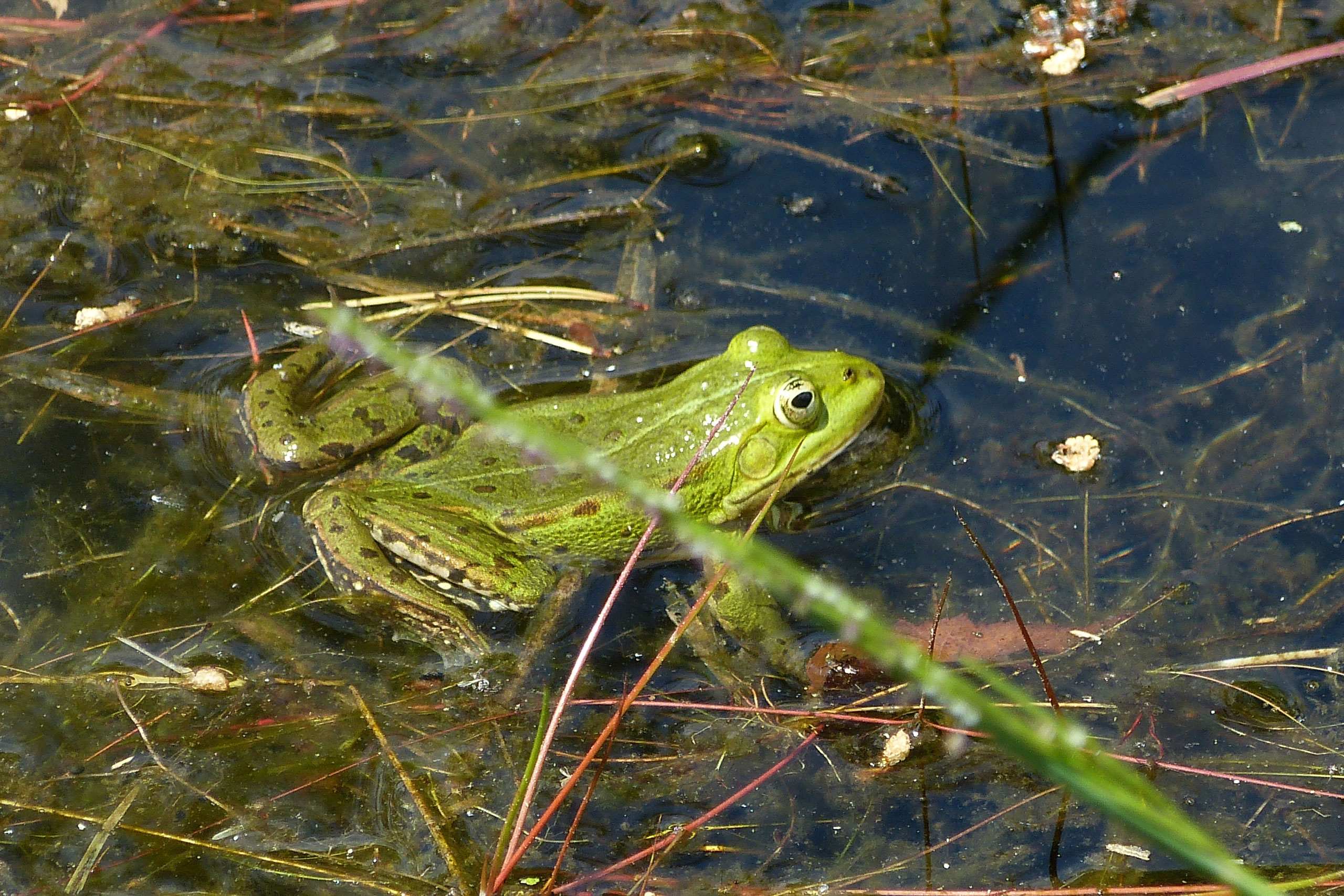 Wasserfrosch