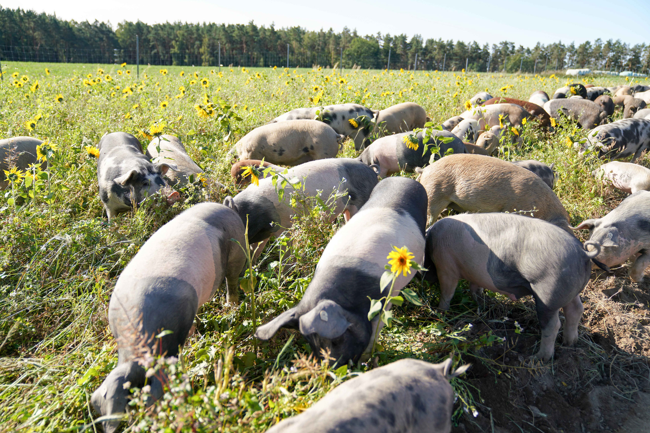Weideschweine