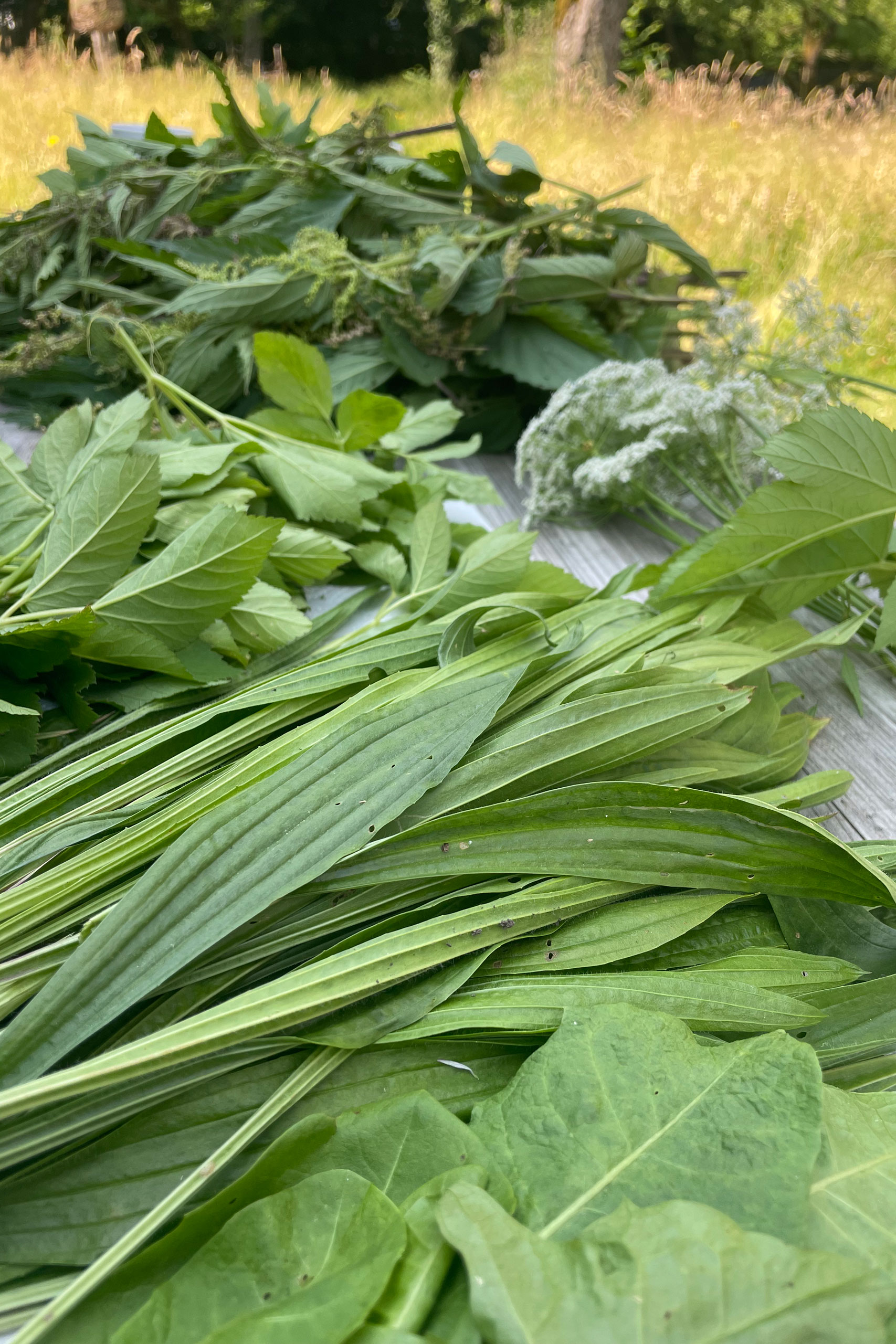 Wiesenkräuter