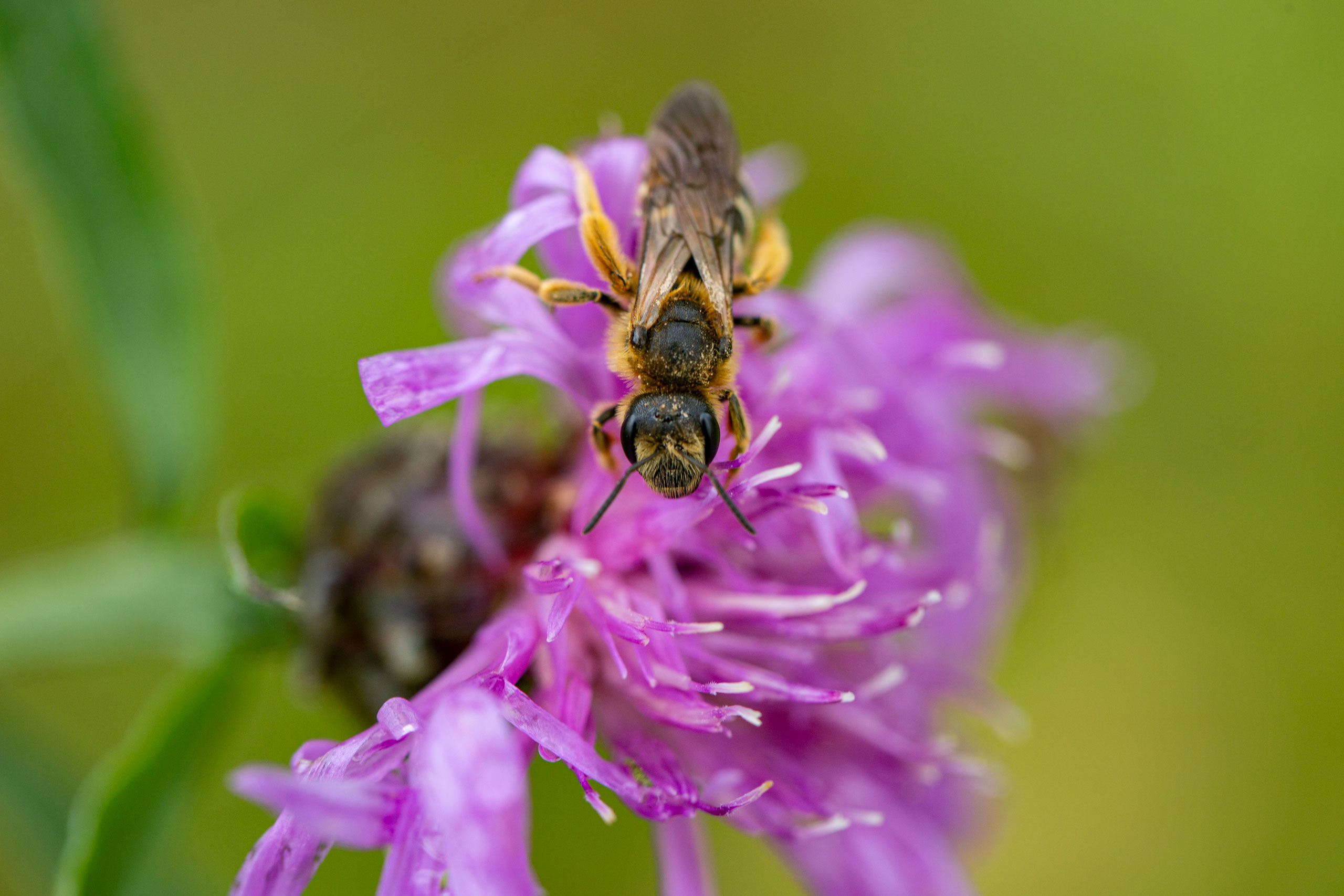 Wildbiene auf Flockenblume