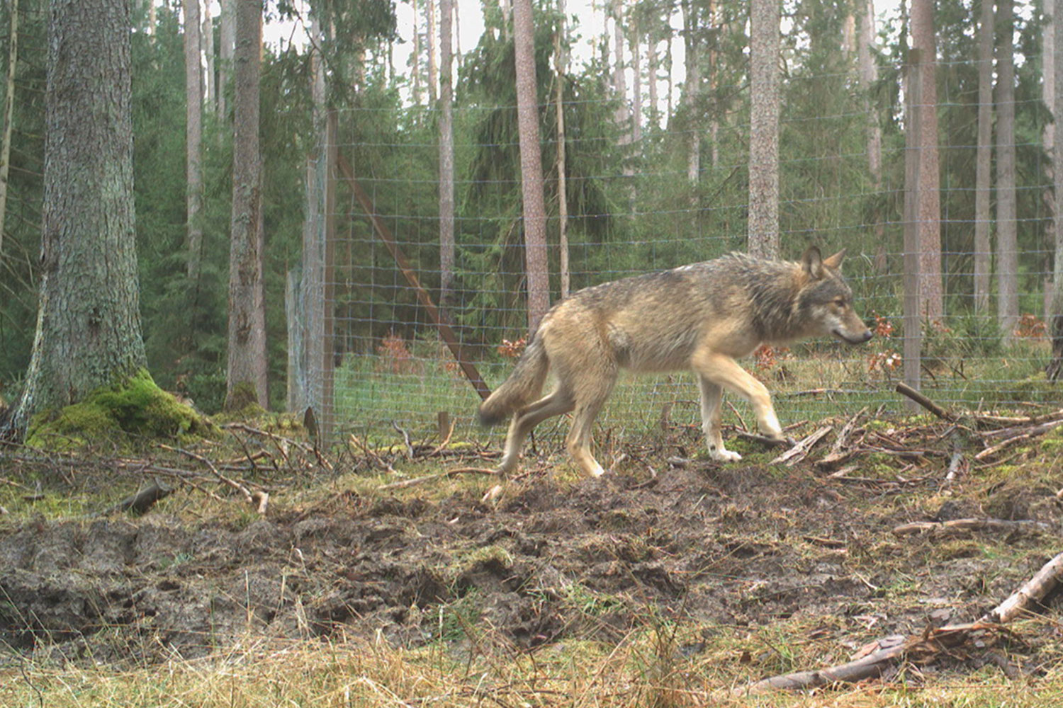 Wolf
