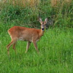 Reh auf einer Wiese