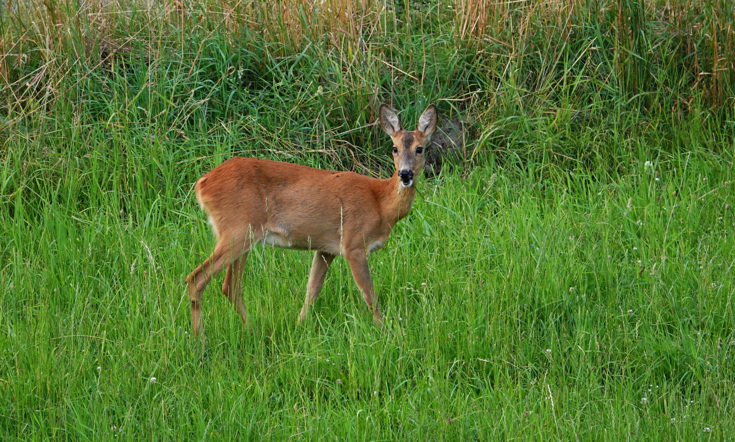 fo_20250627_©Reh_Marco_Suchy Reh auf einer Wiese