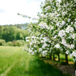 Blühende Apfelbäume in einer Reihe auf einer Wiese mit Wald im Hintergrund