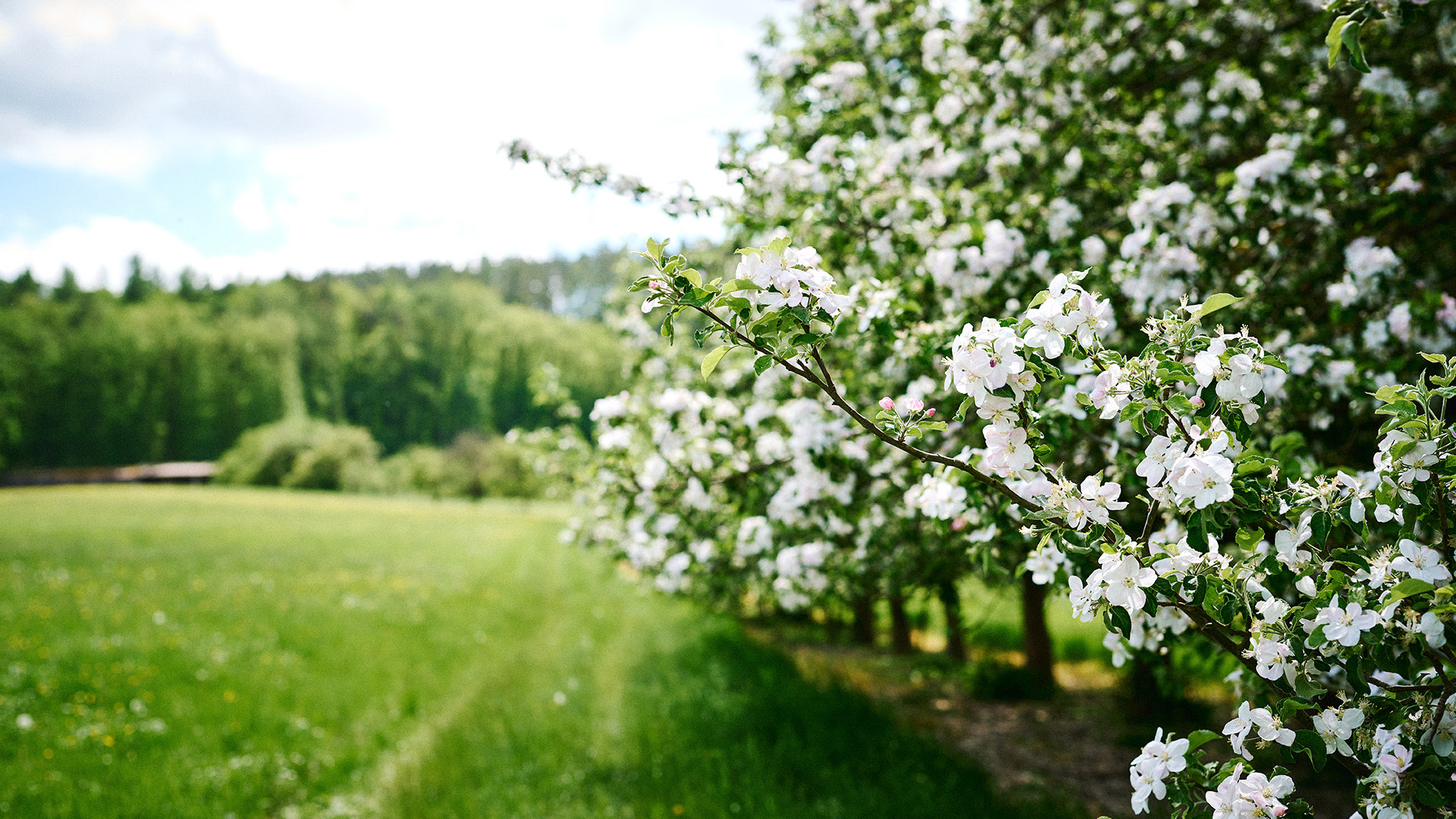 Blühende Apfelbäume in einer Reihe auf einer Wiese mit Wald im Hintergrund
