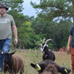 Zwei Erwachsene gehen auf einer Wiese zwischen mehreren Schafen und einer Ziege. Im Hintergrund stehen hohe Kiefern und dichter Wald. Die Personen tragen Freizeitkleidung, eine Person einen Hut. Die Tiere haben Ohrmarken. Der Himmel ist bewölkt.
